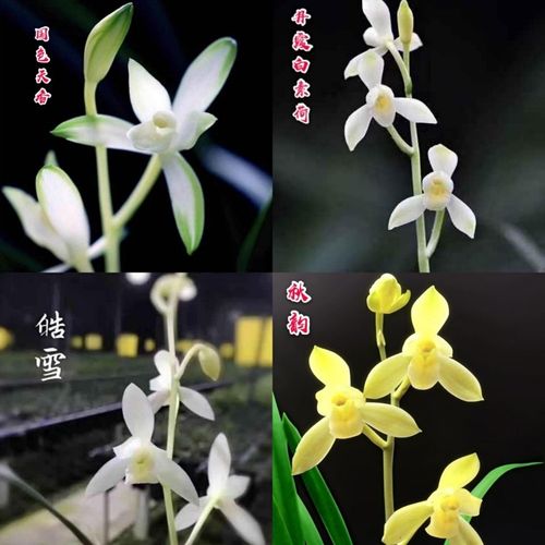 【兰花】建兰名品『国色天香』『丹霞白素荷』『皓雪』『秋韵』