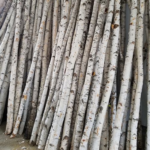 白树干白杨树白桦树隔断玄关婚庆道具干支树桩白桦木树干艺术装饰