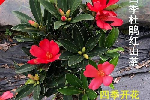0/棵 四季杜鹃红山茶树苗盆栽红色 四季茶花开花不断 室内阳台庭院