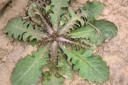 0/斤 苦菜  野生苦碟子,又名抱茎苦荬菜,尖裂假还阳参