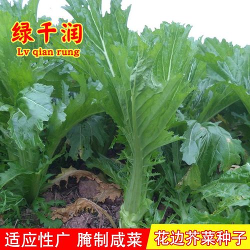 本地三月大菜种子花叶芥菜种籽花边芥菜种籽农家菜园庭院蔬菜种孑