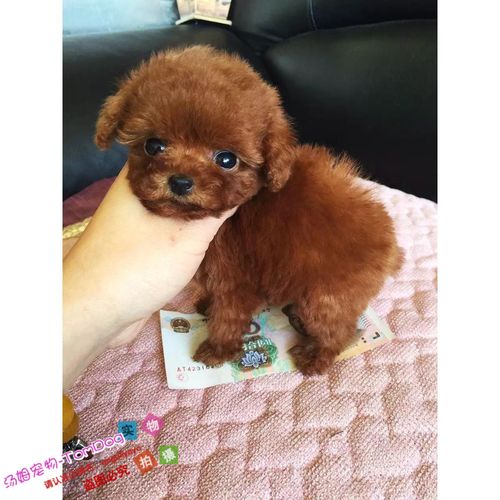 迷你熊宠物外国血统泰迪犬小体玩具茶杯贵宾狗狗幼犬活体o