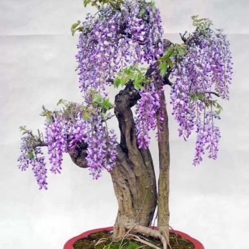 现挖紫藤老桩盆栽地栽庭院阳台攀爬绿植紫藤花观景花卉