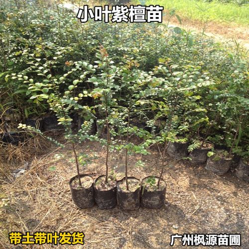 战长沙小叶紫檀苗小叶紫檀盆景盆栽小叶紫檀树苗室内摆放小盆栽名贵