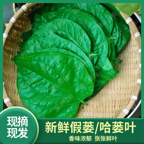 现摘新鲜野生蛤蒌叶假蒌叶青蒌叶蛤蒌纯叶子假娄菜野菜500g包邮