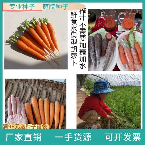 日本手指胡萝卜种子 真正的手指胡萝卜品种 鲜食水果胡萝卜种子f1
