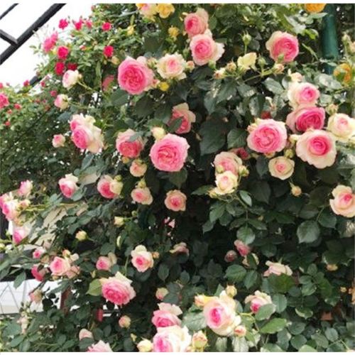 欧月藤本月季蔷薇特大花苗浓香爬藤月季大苗庭院阳台