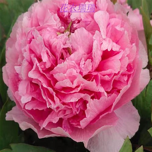 菏泽洛阳正宗牡丹花苗红色西瓜瓤观赏重瓣大苗庭院盆栽带花苞花卉