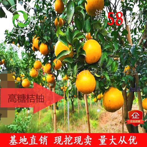 甜桔柚高糖橘子树苗耐寒南北桔柚树嫁接黄金柑桔子树苗盆栽柚子苗