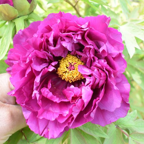 牡丹花苗观赏重瓣花卉鲜花阳台室内庭院盆栽种牡丹王大苗d7 紫罗兰(8