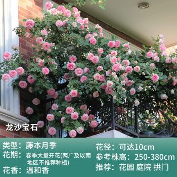 【倾润】精品月季玫瑰花苗庭院花卉果汁阳台微型月季盆栽灌木大苗阳台