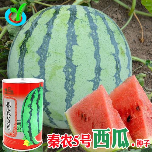 秦农5号西瓜种子 农田菜园中早熟皮薄坚韧瓜瓤大红甜脆爽口西瓜籽