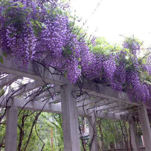 【精选】紫藤花树苗爬藤植物庭院绿植花卉攀援紫藤萝四季开花 南京藤