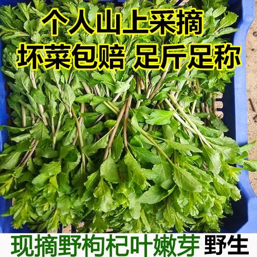 枸杞叶新鲜野菜枸杞菜嫩芽摘应季蔬菜枸杞叶枸杞芽菜野生的1234斤