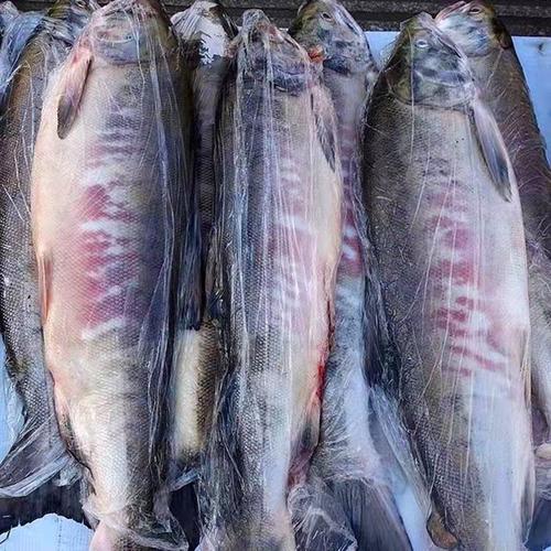 东北6斤黑龙江大马哈鱼鲜活新鲜冷冻水产冷水鱼洄游鱼整条包邮