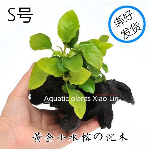 黄金小水榕の沉木定植 s号懒人水草造景水族箱小鱼缸装饰活体易养