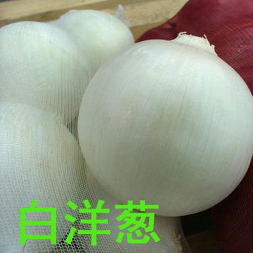【大促销】新疆皮牙子白皮洋葱 新鲜蔬菜2斤5斤包邮皮牙子白洋葱