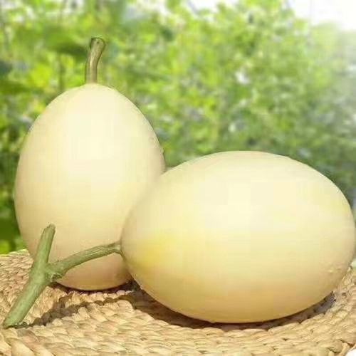 香瓜 哈密瓜 新鲜水果 哈密瓜白兰瓜甜瓜食用网纹蜜瓜香瓜兰州白瓜9斤