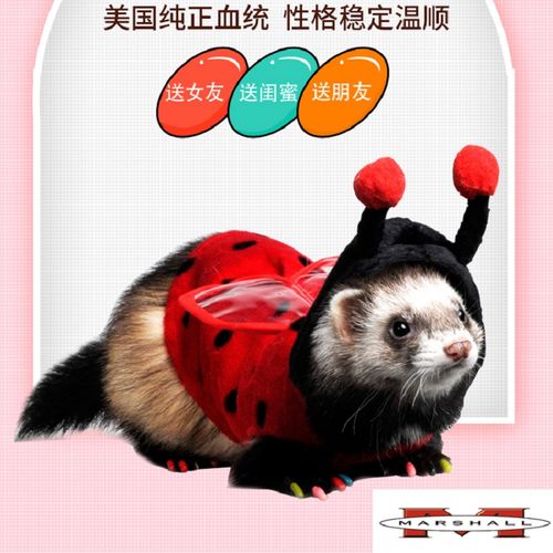 美国玛雪儿宠物貂活体貂纯正血统乖巧粘人懒人稀有雪貂 活物 易养