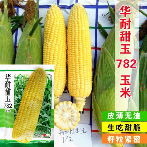 华耐甜玉782玉米种子鲜食超甜水果玉米种籽四季春季大棒甜糯玉米