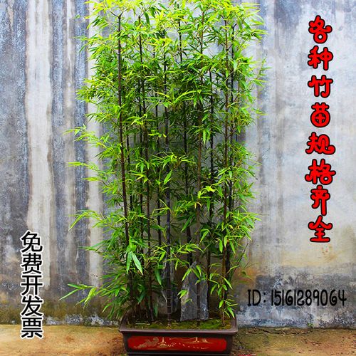紫竹青竹金镶玉竹罗汉盆栽大型节节高室内庭院竹子苗植物四季常青