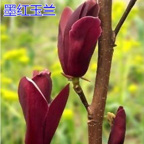 龙辰语红玉兰花苗紫玉兰树苗 当年开花 玉兰苗 白玉兰