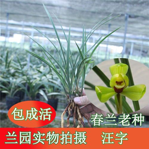 兰花汪字春兰老种老八种高档民贵花卉办公室阳台绿植