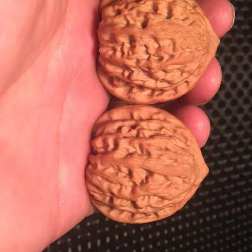 金牛狮子头产自于兴隆深山的一款野生品种.一物一图