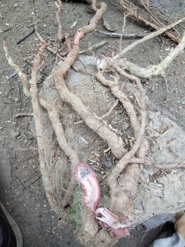 中药材黑老虎红木香 紫金皮  五香血藤 野五味子藤 紫金藤根 500g