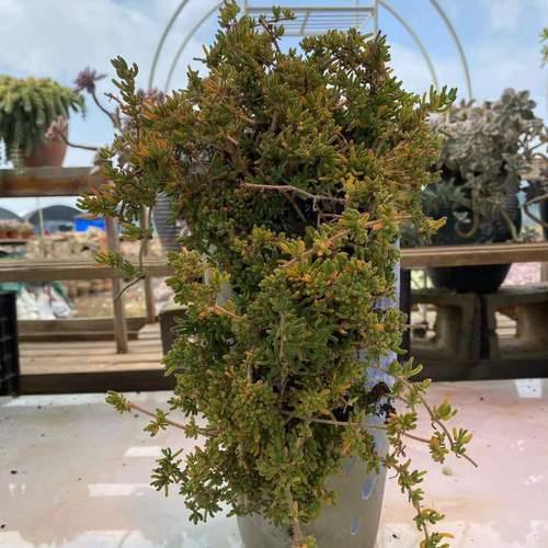 枝干番杏 植物带盆栽好发货老桩多肉植物包邮包损