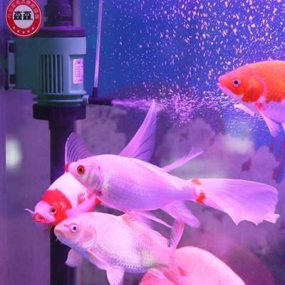 转换设备孔雀鱼氧气棒家用抽水泵潜水泵清洁鱼缸小型