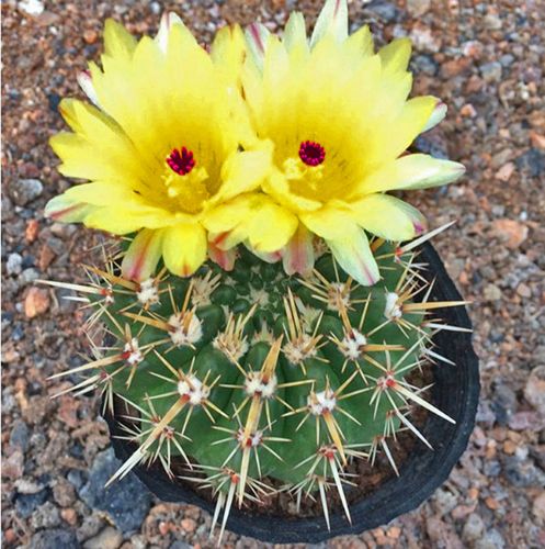 花龙园艺 狮子王丸 大株母本带花苞 开花仙人球 多肉植物 大棚