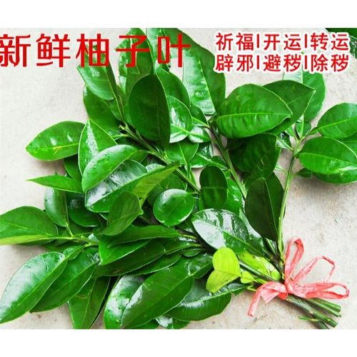 新鲜柚子叶 祈福 去晦气 开运沐浴带枝 30年老树当天采摘