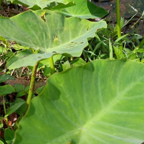 野生现挖现采野山芋(非芋头) 石芋 野芋荷麻芋子海芋种植药材包邮【1