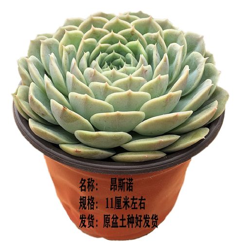 昂斯诺果冻色多肉植物单头莲花形状萌肉肉办公室阳台花卉绿植盆景