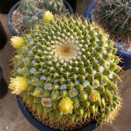 金洋丸仙人球实生乳突球属硬刺仙人掌开花仙人球桌面小型盆栽花卉