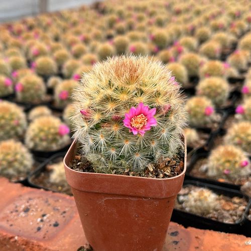 红刺嘉文丸实生仙人球 黑刺嘉文丸仙人掌多肉植物稀有开花植物