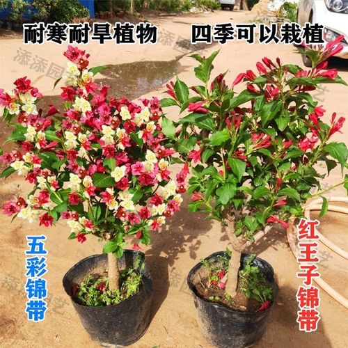 红王子锦带花苗五彩锦带四季栽植耐寒耐旱五彩锦带花树苗庭院盆栽