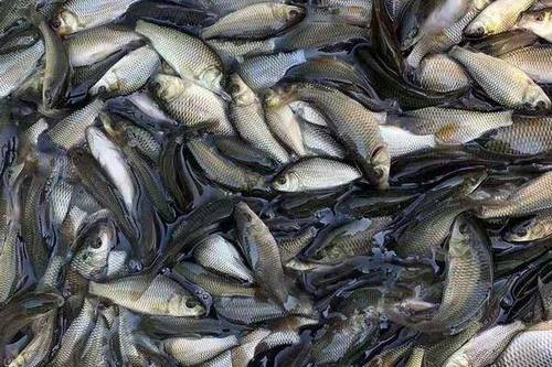 3/尾  鲤鱼苗,各种鱼苗批发大量拱