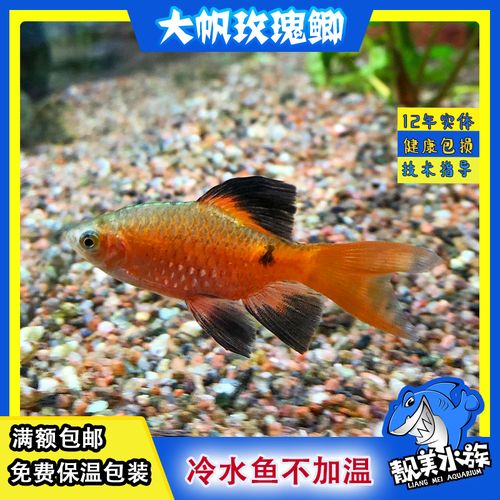 大帆玫瑰鲫元宝鲫冷水鱼小型鱼大帆玫瑰鲫草缸观赏鱼满额包邮