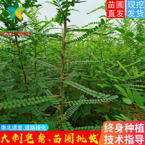 大刺皂角树苗皂角树绿化皂荚树苗盆栽地栽皂角树苗庭院皂角苗包邮