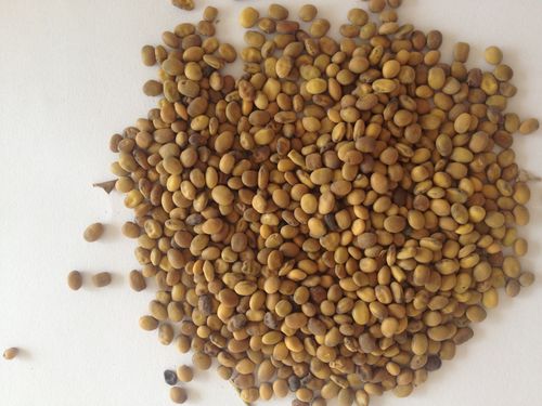 新疆特产 药材  苦豆子 500克