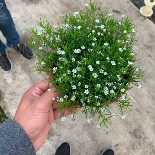 吉普赛满天星盆栽花园新娘细叶满天星四季开花阳台庭院植物带花发
