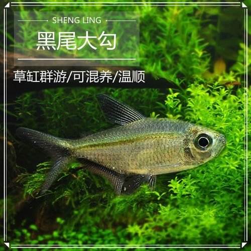 包邮南美野生黑尾大勾黑大勾红大勾鱼热带灯鱼黑灯鱼