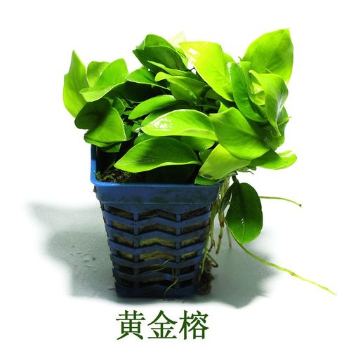 黄金榕活体水草懒人新手植物淡水鱼缸造景水榕草缸绑沉木岩石