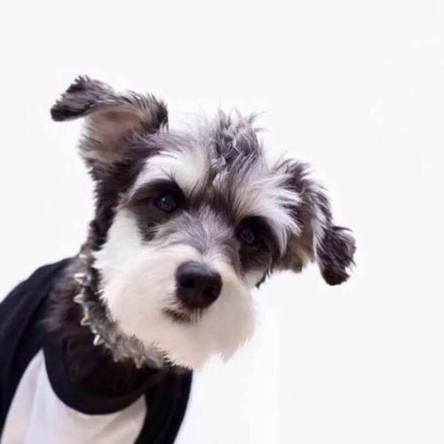 雪纳瑞幼犬纯种雪纳瑞犬椒盐黑银色迷你雪纳瑞狗狗活体宠物保健康
