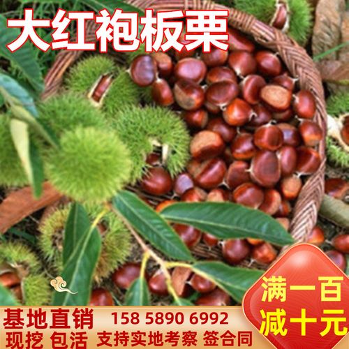 果树苗板栗树苗 大红袍板栗苗 大红袍板栗树苗 当年结果包邮