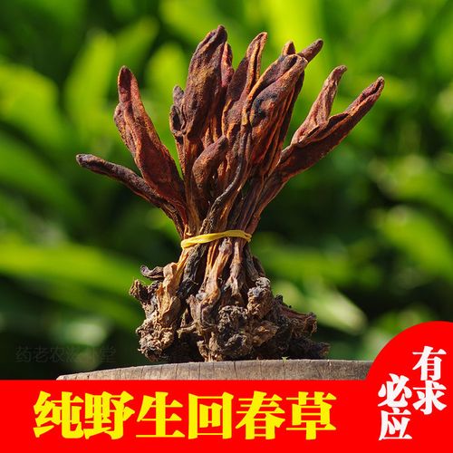 新货广西野生回春草顶天柱泡酒料可搭不老草肉苁蓉风流果男性强劲