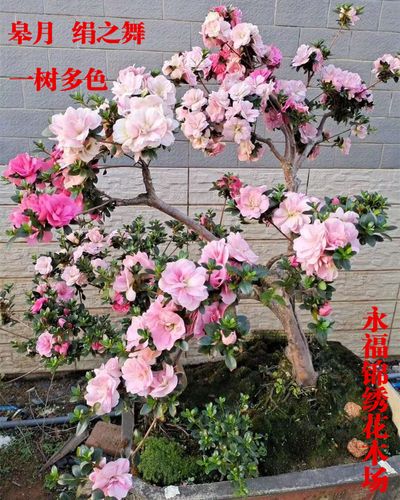 日本皋月杜鹃绢之舞稀有品种春夏鹃一树多色绿植四季