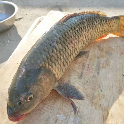 lism正宗苏北淡水湖鱼大鲤鱼活体新鲜大鱼活鱼现杀鲜鱼淡水鱼 五斤